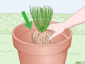 A Potted Plant With Grass Growing Out Of It S Center And Pointing To