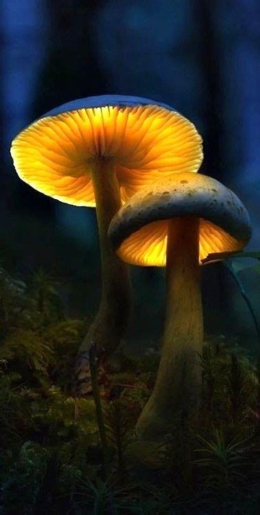 Pin By Elisabeth Russell On EXTRAORDINARY STRANGE FUNGI MUSHROOMS