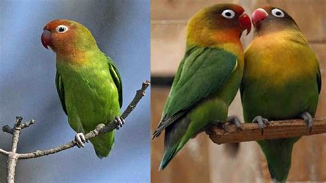 Harga Burung Love Bird Newstempo