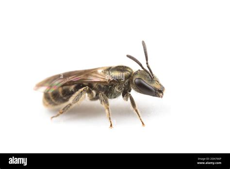 Bronze Furrow Bee Halictus Tumulorum Adult Female Photographed On A