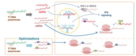 新闻 全球首款mrna Rsv疫苗获批上市之际，翌圣镁孚泰改造t7 Rna聚合酶的最新研究成果mrna应用的安全性再上一重保障！ 镁孚泰生物科技（上海）有限公司 酶改造定制化解决方案