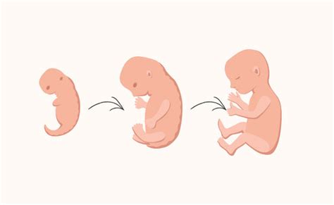 Fetal Development First Trimester