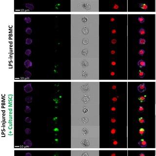 Single cell imaging of PBMC's capacity to engulf fluorescent bacteria ...