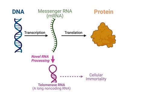 Messenger Rna Biology