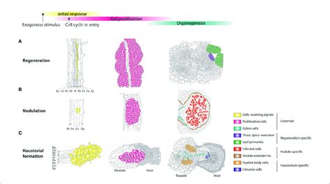 Comparison Of Cellular And Developmental Processes Among Different