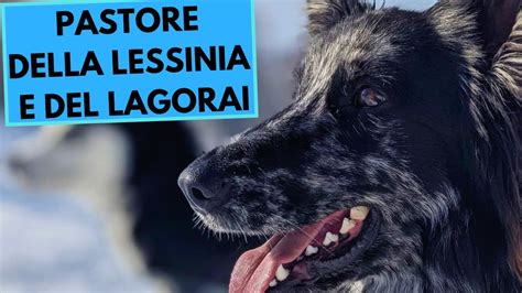 Pastore Della Lessinia E Del Lagorai Top Interesting Facts