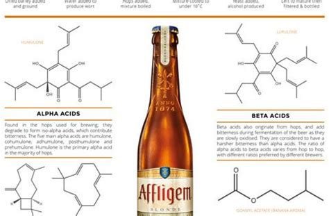 Infographic What Gives Beer Its Flavor FirstWeFeast