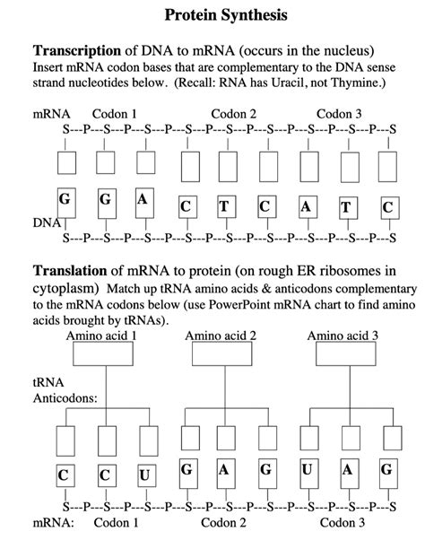 Solved Protein Synthesis Transcription Of Dna To Mrna Occurs In The