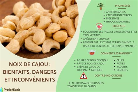 Noix de cajou bienfaits dangers et inconvénients Guide complet