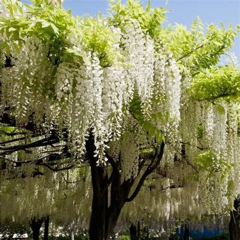 Moving An Established Wisteria Uk