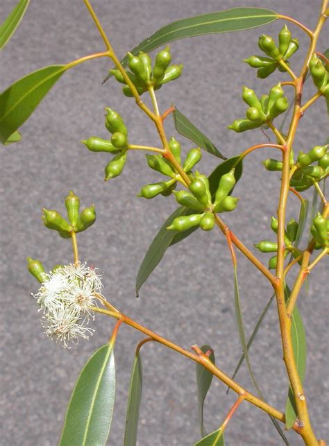 Eucalyptus Dundasii From Monarto South Sa Australia On January