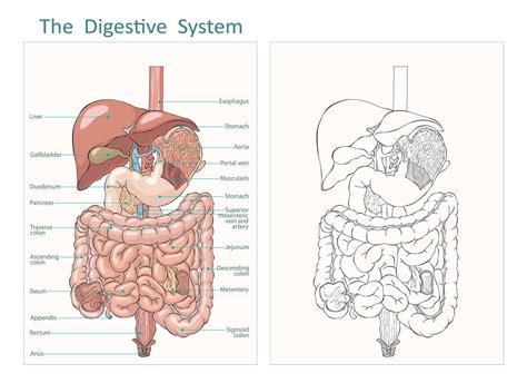 Internal Human Digestive System Outline And Flat Illustration