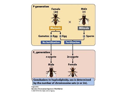 LECTURE CONNECTIONS 4 Sex Determination And SexLinked Characteristics