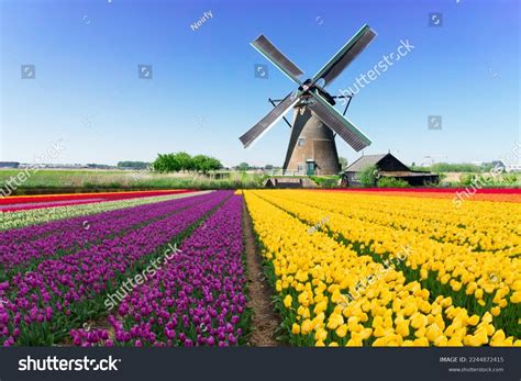 17 128 Windmill And Tulip Images Stock Photos 3D Objects Vectors