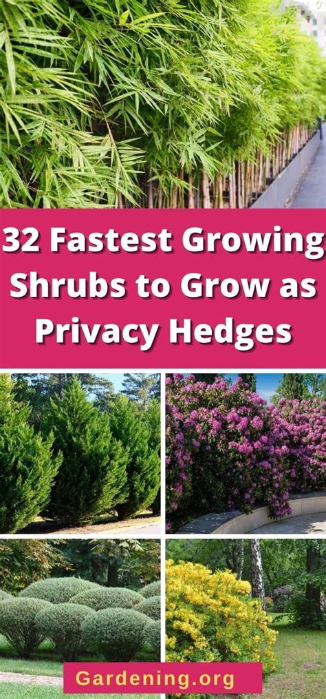 Privacy Is Important And These Pretty And Popular Fast Growing Shrubs