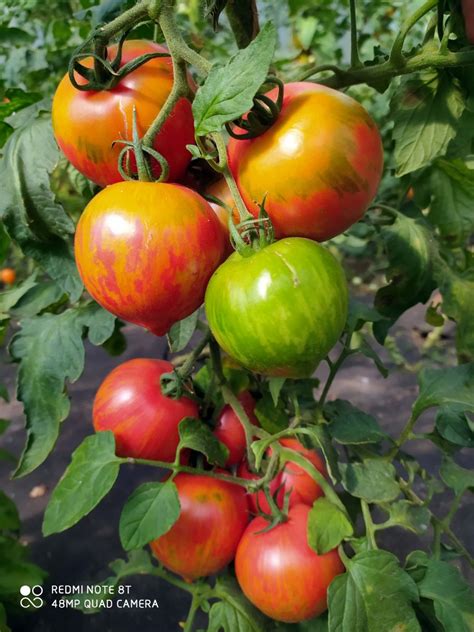 Tomate KOZULA 133 Bio Saatgut Biobewusst Gartenshop