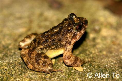 Quasipaa Spinosa Spiny Frog