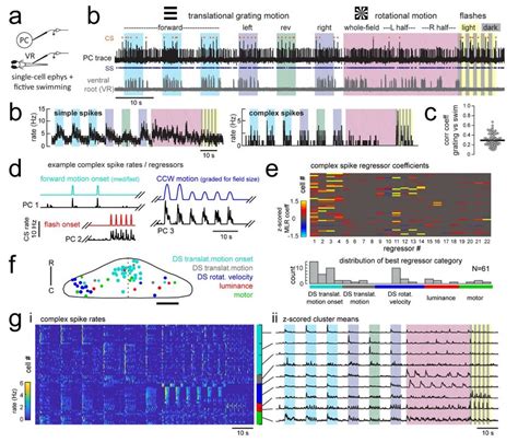 Electrophysiological Recordings From Purkinje Cells Reveal Distinct