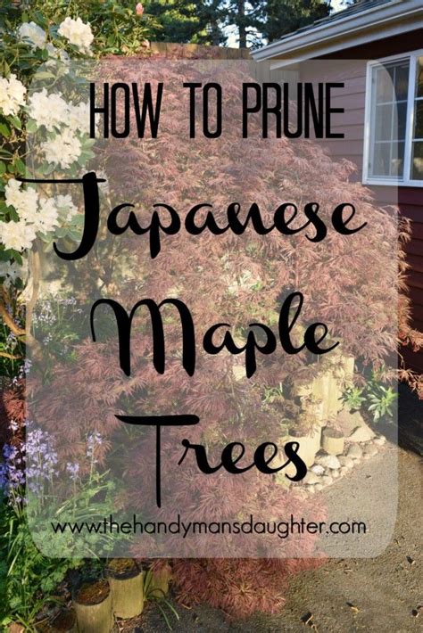 Want To Prune Your Japanese Maple Tree But Dont Know Where To Start