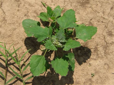 Lambsquarters Identification