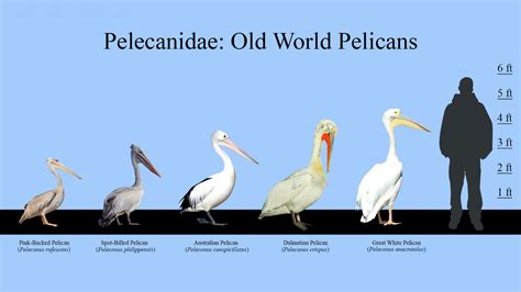 Old World Pelicans Size Chart Chart Old World Pelican