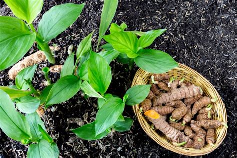 Mudah Begini Cara Menanam Kunyit Di Pot