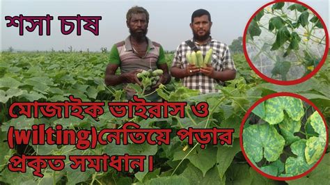 শসার আধুনিক চাষাবাদ পদ্ধতি। বালাই দমন ব্যবস্থাপনা ১। Youtube