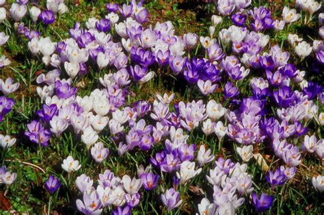 Krokusse Pflanzen Im Fr Hjahr Geht Das Gartenflora