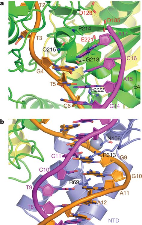 Sequence Specific Proteindna Interactions A View Of The In Active