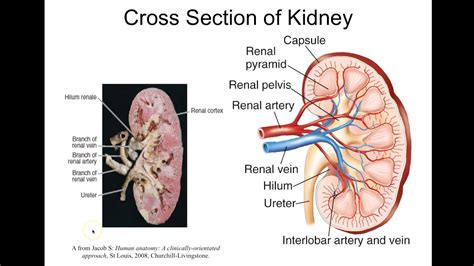 Chapter Urinary System Medical Terminology Youtube