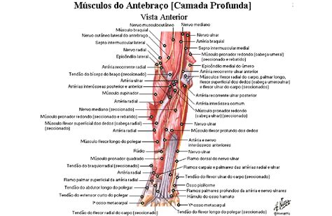 M Sculos Do Antebra O Anatomia Papel E Caneta