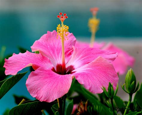 Pink Hybiscus Hibiscus Plant Beautiful Flowers Hibiscus Flowers