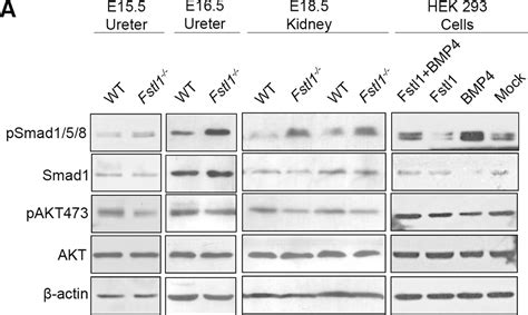 Human Smad Antibody Af R D Systems