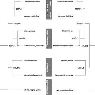 Phylogenetic Relationships According To The Naked Coral Hypothesis