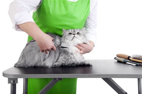 Persian Cat Grooming Tips: A Quick Guide - Catster