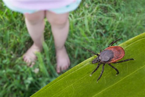 What To Know About Tick Lyme Season Following A Mild Winter