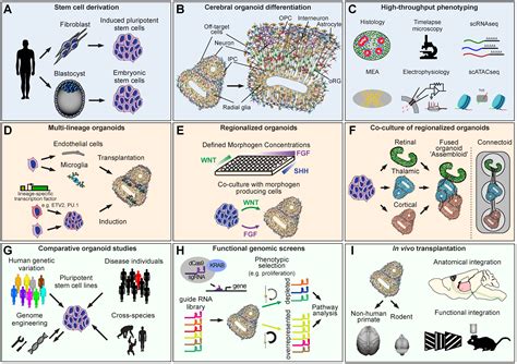 Cells Free Full Text Cerebral Organoids As An Experimental Platform