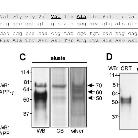 Binding Of Calreticulin To The Synthetic Peptide Containing The Download Scientific Diagram