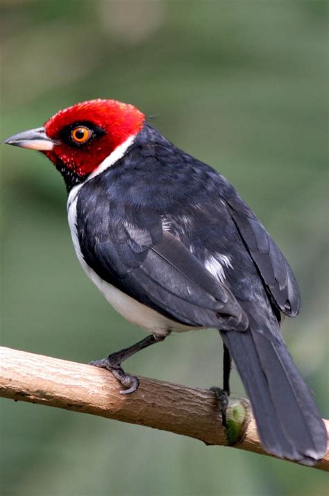 Picture of a red-capped cardinal - About Wild Animals