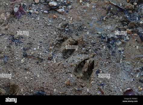 Deer Hoof Print High Resolution Stock Photography And Images Alamy