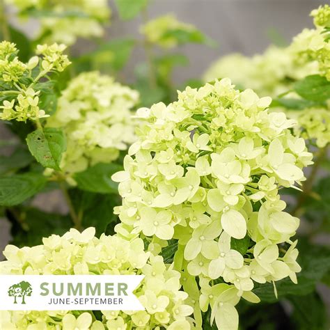 Little Lime® Hydrangea Hydrangea Paniculata Jane Shepherdssupply