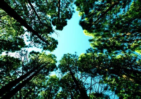 Banco de imagens árvore natureza ramo plantar luz solar folha