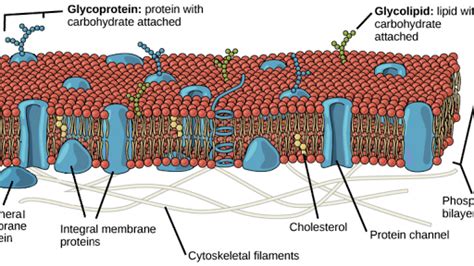 Structure of the plasma membrane (article) | Khan Academy