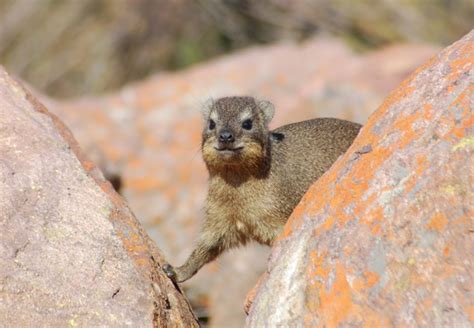 Cape Rock Hyrax Procavia Capensis