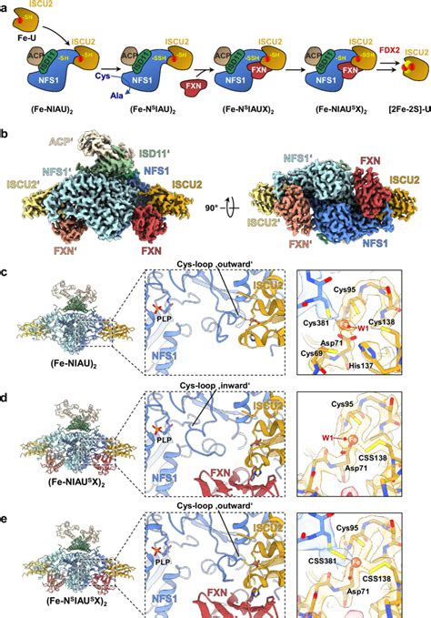 Cryo EM Structures Elucidate Various Stages Of Sulfur Transfer From