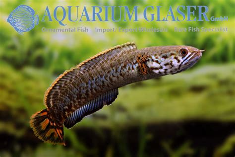 Channa bleheri - Aquarium Glaser GmbH