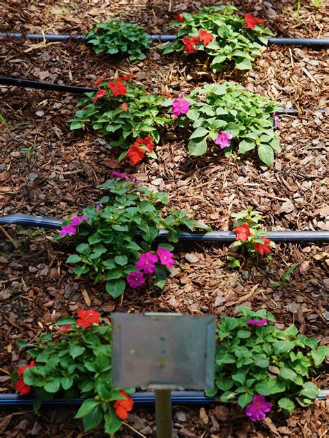 Impatiens Beacon Sanibel Mix Truck Crops Trial Garden