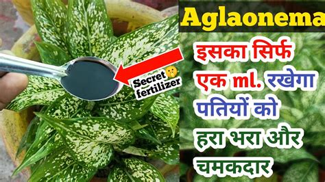 Aglaonema plant care पततय क हर और चमकदर बनन वल secret