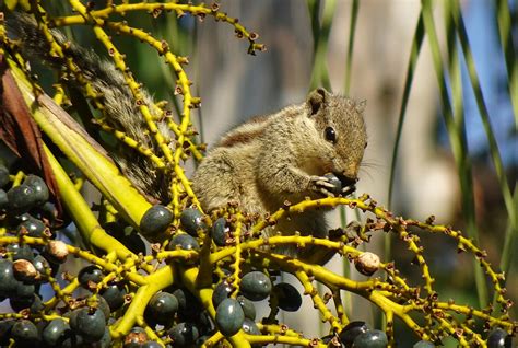 Squirrel Indian Palm - Free photo on Pixabay - Pixabay