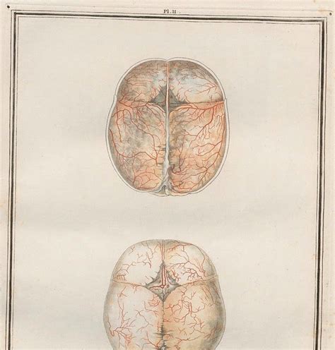 BibliOdyssey: BRAINS